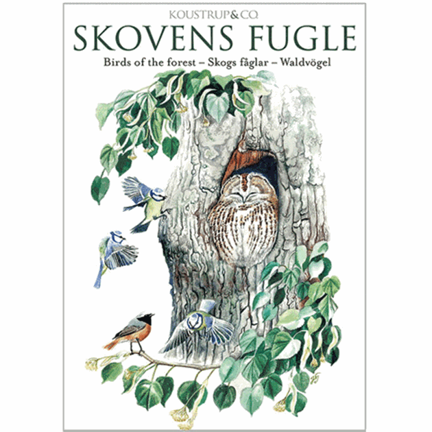 Dele massefylde Venture Skovens Fugle - Kortmappe - Danmarks Naturfrednings Forening Shop