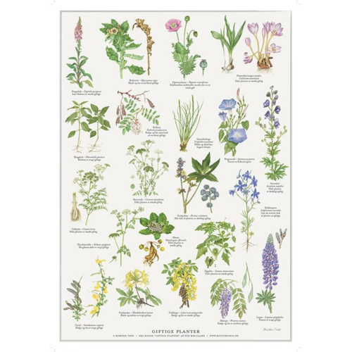 A2 Plakat - Giftige planter