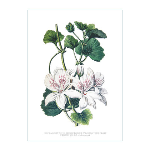 A4 Kunsttryk - Pelargonie hvid