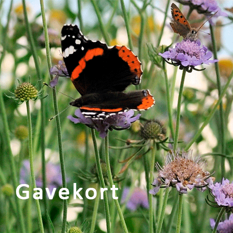 Gavekort