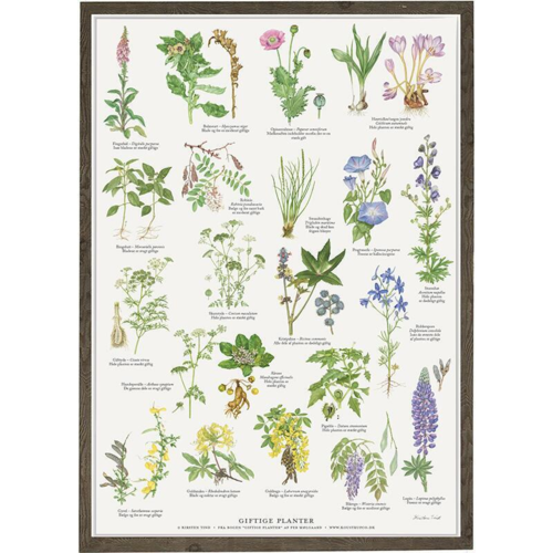 A2 Plakat - Giftige planter