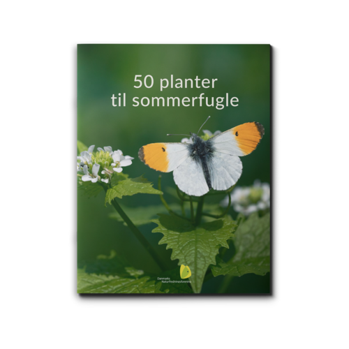 50 planter til sommerfugle