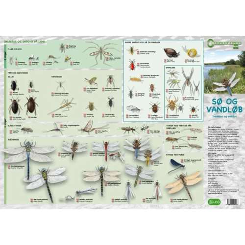 Sø og Vandløb, Insekter mfl - foldetavle