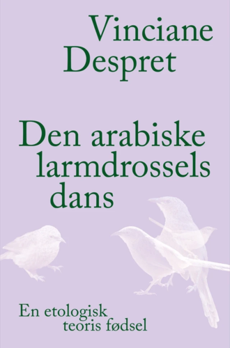 Den arabiske larmdrossels dans