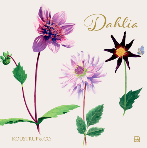 Dahlia - Kortmappe