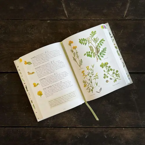 Flora - Kend naturens blomster - Guide til 600 danske blomster