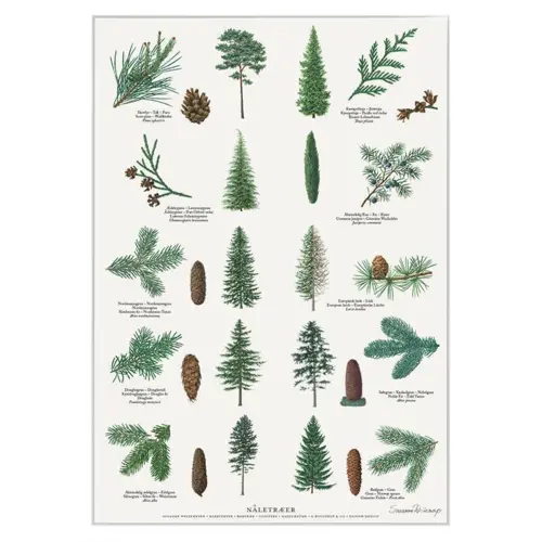 A2 Plakat - Nåletræer